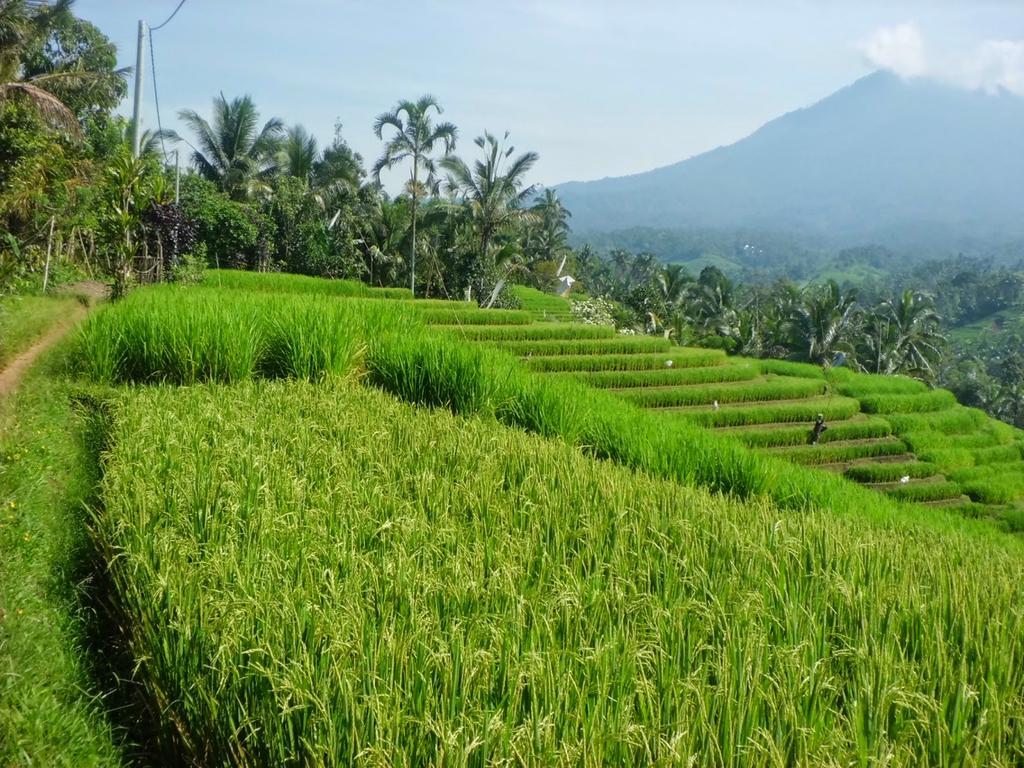 Bliss Surfer By Tritama Hospitality Legian (Bali)