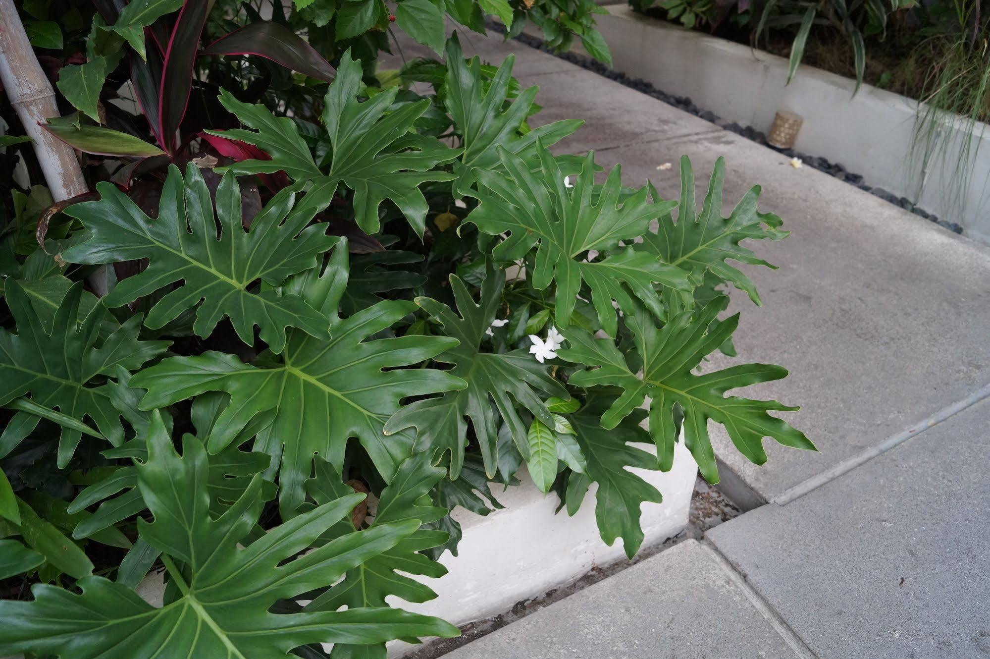 Arana Guest house Legian (Bali)